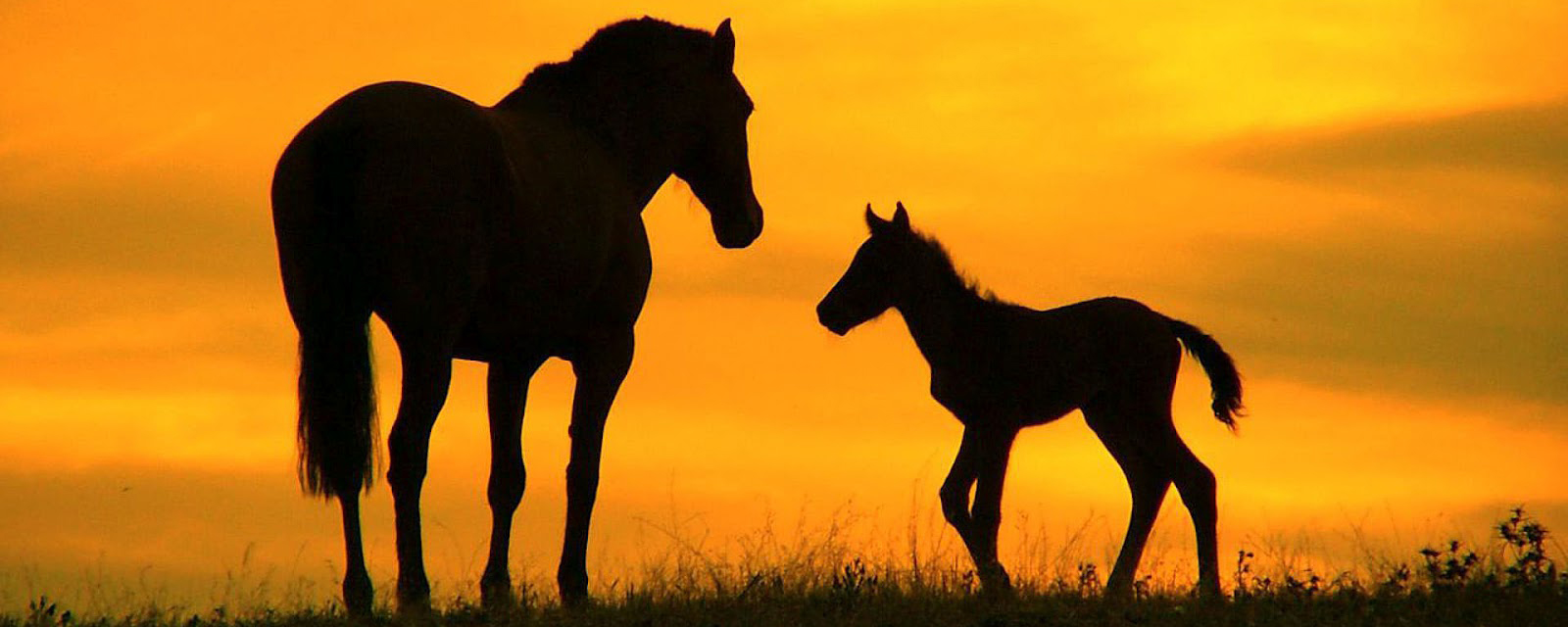 meer dan 500 producten voor je paard